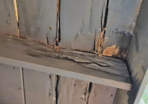 Detailed property inspection for termites and wood damage