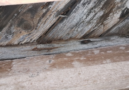 WDO inspector examining a home exterior